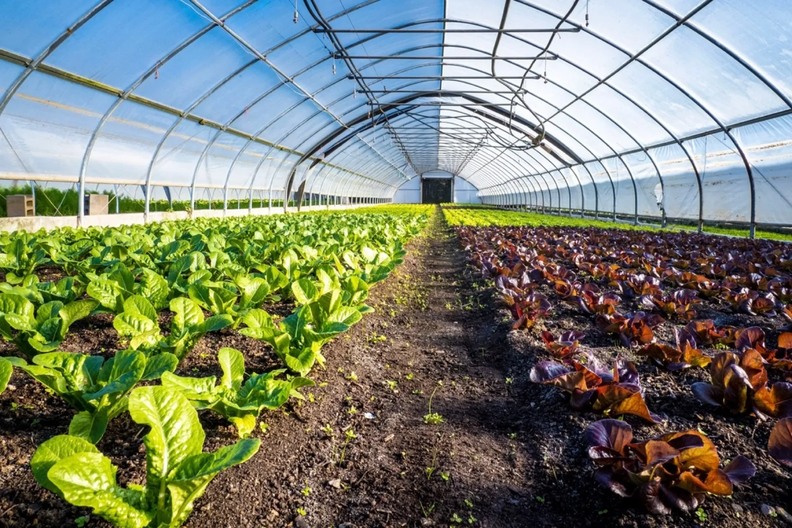 Greenhouses for vegetable farming