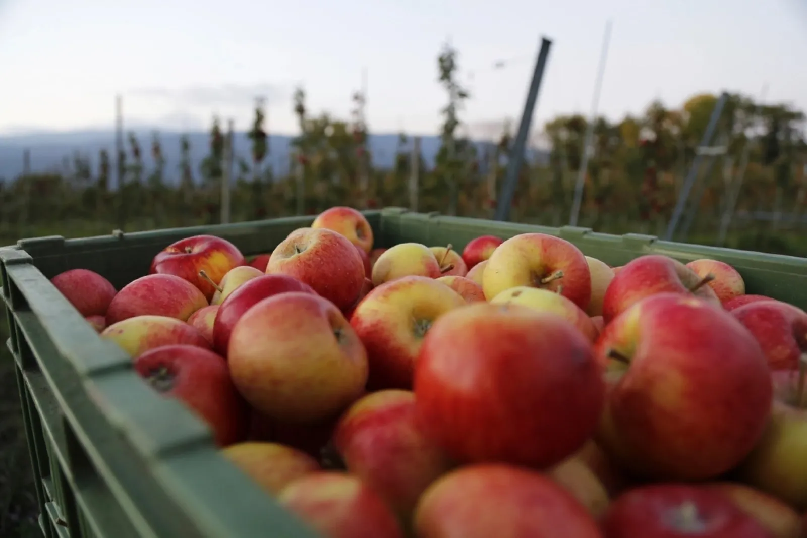 Fruit trees in an orchard